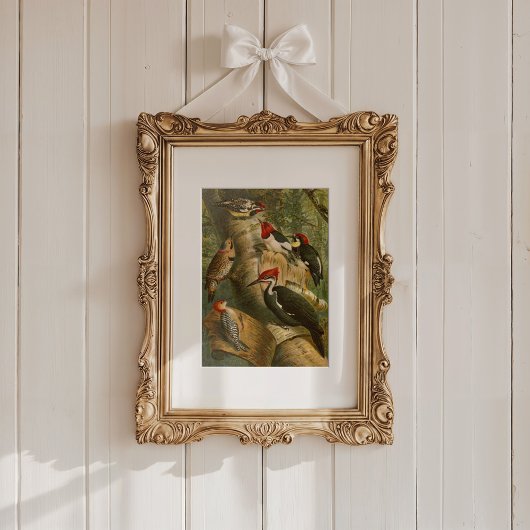 Nordamerikanische Vögel | Gustav Mü tzel Poster