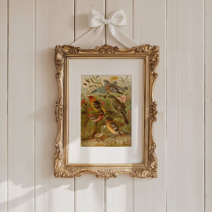 Nordamerikanische Vögel Gustav Mü tzel Poster