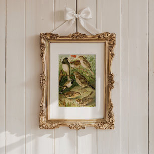 Nordamerikanische Vögel Gustav Mü tzel Poster