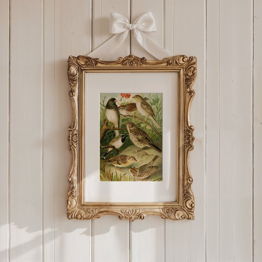 Nordamerikanische Vögel | Gustav Mü tzel Poster