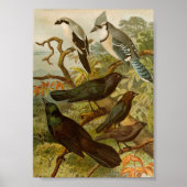 Nordamerikanische Vögel | Gustav Mü tzel Poster (Vorne)