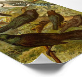 Nordamerikanische Vögel | Gustav Mü tzel Poster (Ecke)