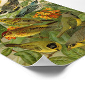 Nordamerikanische Vögel | Gustav Mü tzel Poster (Ecke)