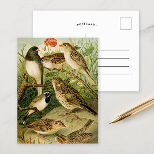 Nordamerikanische Vögel   Gustav Mü tzel Postkarte