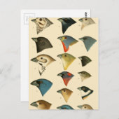 Nordamerikanische Vögel Postkarte (Vorne/Hinten)