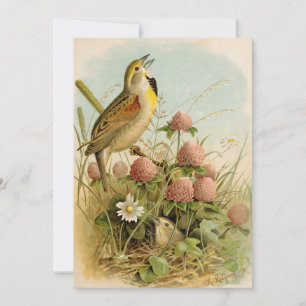 Nordamerikanische Vögel   Robert Ridgway