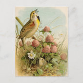 Nordamerikanische Vögel | Robert Ridgway Postkarte (Vorderseite)