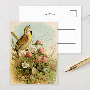 Nordamerikanische Vögel   Robert Ridgway Postkarte