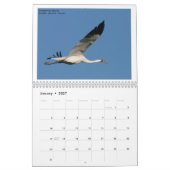 Nordamerikanische Vögel von Emily Willoughby Kalender (Jan 2027)