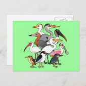 Nordamerikanische Waders Postkarte (Vorne/Hinten)