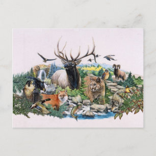 Nordamerikanische Wildfauna Postkarte
