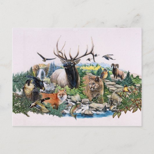 Nordamerikanische Wildfauna Postkarte (Vorderseite)