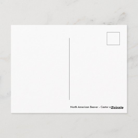 Nordamerikanischer Biber im Wasser Postkarte (Rückseite)