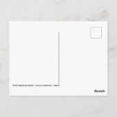 Nordamerikanischer Biber schließen Postkarte (Rückseite)