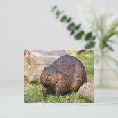 Nordamerikanischer Biber schließen Postkarte (Stehend Vorderseite)