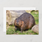 Nordamerikanischer Biber schließen Postkarte (Vorne/Hinten)