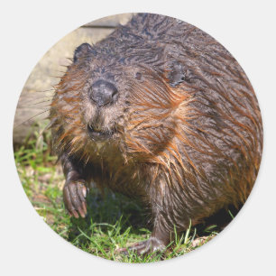 Nordamerikanischer Biber schließen Runder Aufkleber