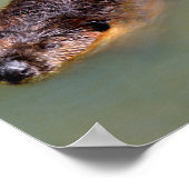 Nordamerikanischer Biberschwimmer Postcard T - Shi Poster (Ecke)