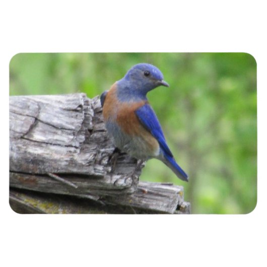 Nordamerikanischer Bluebird Magnet (Horizontal)