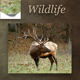 Nordamerikanischer Elch Poster