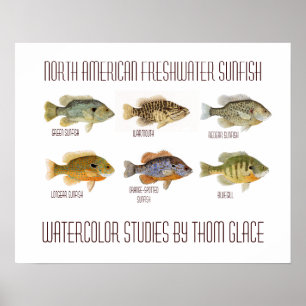 Nordamerikanischer FrischwasserSunfish Poster