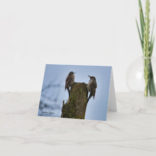 Nordamerikanischer Goldspecht Vogel Karte