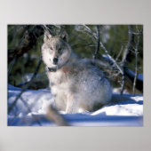 Nordamerikanischer Holzwolf im Schnee Poster (Vorne)