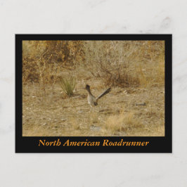 Nordamerikanischer Roadrunner Postkarte