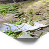 Nordamerikanischer Stachelschwanz Poster (Ecke)