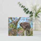 Nordamerikanischer Stachelschwanz Postkarte (Stehend Vorderseite)