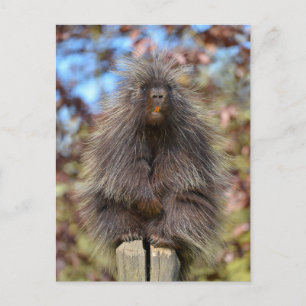 Nordamerikanischer Stachelschwanz Postkarte