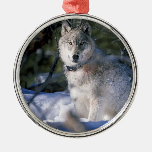 Nordamerikanischer Timberwolf im Schnee Silbernes Ornament (Vorne)