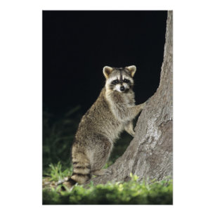 Nordamerikanischer Waschbär, Procyon lotor, Erwach Fotodruck