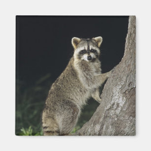 Nordamerikanischer Waschbär, Procyon lotor, Erwach Magnet