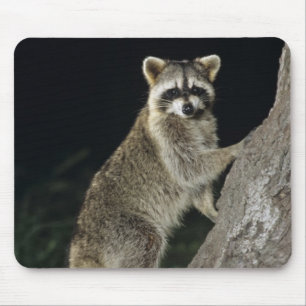Nordamerikanischer Waschbär, Procyon lotor, Erwach Mousepad