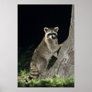 Nordamerikanischer Waschbär, Procyon lotor, Erwach Poster
