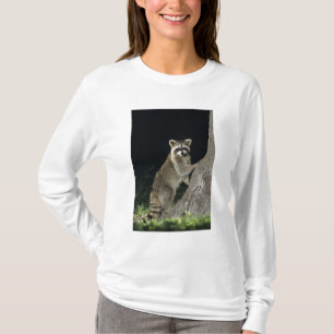 Nordamerikanischer Waschbär, Procyon lotor, Erwach T-Shirt