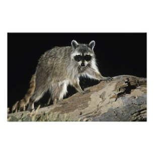 Nordamerikanischer Waschbär, Procyon lotor Fotodruck