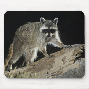 Nordamerikanischer Waschbär, Procyon lotor Mousepad