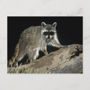 Nordamerikanischer Waschbär, Procyon lotor Postkarte