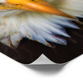 Nordamerikanisches Adlerposter Poster (Ecke)