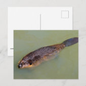 Nordamerikanisches Bierschwimmen Postkarte (Vorne/Hinten)