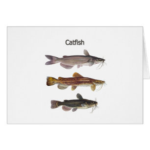 Nordamerikanisches Wels-Logo