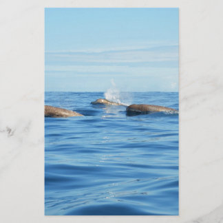 Nordatlantische Bottlenose Whales