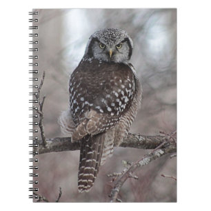 Nordfalke-Eule Notizblock