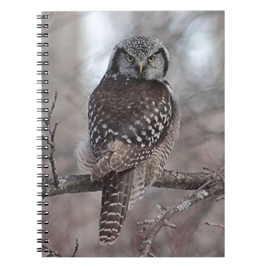 Nordfalke-Eule Notizblock (Vorderseite)