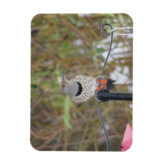 Nordflacker auf dem Vogelzuchtmagnet Magnet (Vertikal)