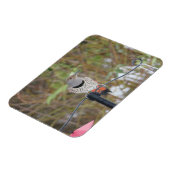 Nordflacker auf dem Vogelzuchtmagnet Magnet (Linke Seite)