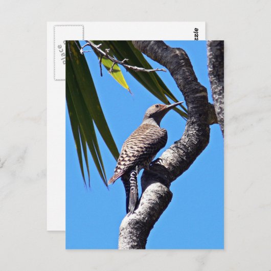 Nordflacker Postkarte (Vorne/Hinten)