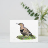 Nordflicker am Boden Postkarte (Stehend Vorderseite)